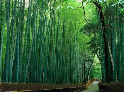 бамбук стоковое фото. изображение насчитывающей зеленый - 11950616