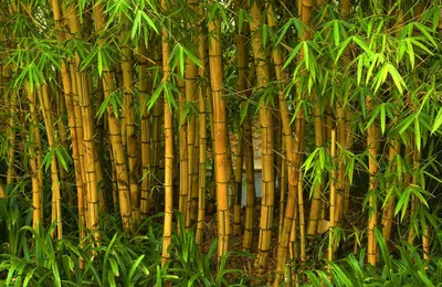 Бамбук — стоковые фотографии и другие картинки Бамбук - Бамбук, Бамбуковый  материал, Фоновые изображения - iStock