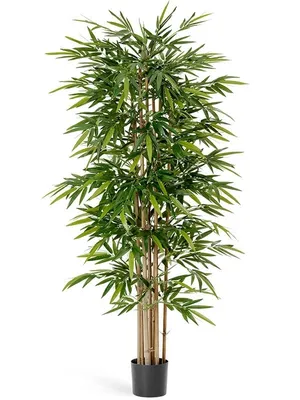 Красивый бамбук стоковое изображение. изображение насчитывающей красивейшее  - 81471263