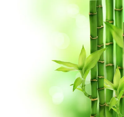 Желтый бамбук. стоковое фото. изображение насчитывающей садовничать -  40005914