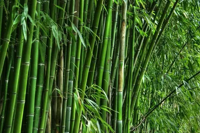 бамбук бамбуковый лист завод мультфильм фон, бамбук, Листья бамбука,  растение фон картинки и Фото для бесплатной загрузки