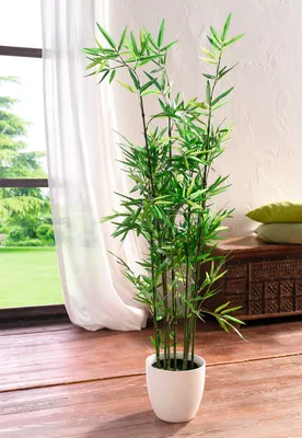 бамбук зеленый бамбук листья бамбука фон, дерево, бамбук, открытый фон  картинки и Фото для бесплатной загрузки