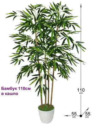 Сибирский бамбук - растение, от которого мы мечтаем избавиться | Будни  современной мамы | Дзен