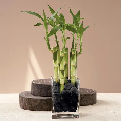 Как использовать бамбук в интерьере: все преимущества. | Little by little |  Дзен