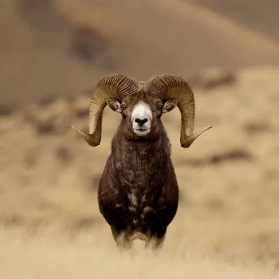 Фотография Баран bighorn sheep ограда прыгает Животные