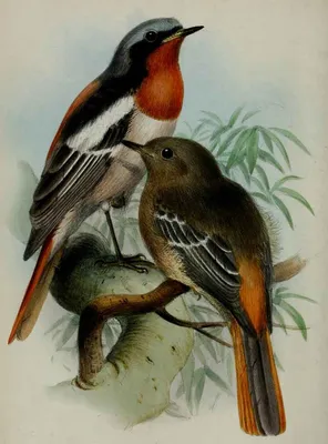 Векторная батик-птица из индонии Иллюстрация вектора - иллюстрации  насчитывающей бобра, украшение: 165104664
