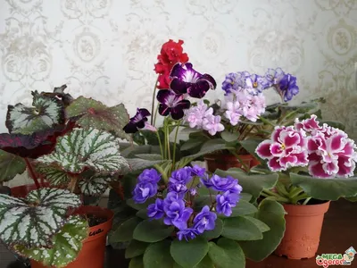 Картинка красивой Бегонии: украсьте свой дом красивыми цветами