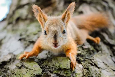 Бельчонок 🐿» — создано в Шедевруме