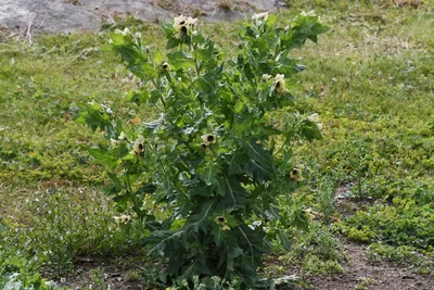 Растения Пензенской области: Белена чёрная