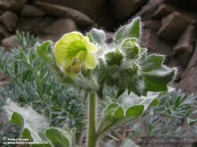 Белена чёрная (Hyoscyamus niger)