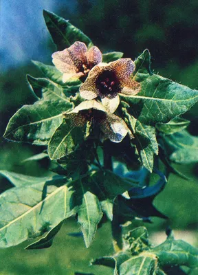 Ядовитое Растение Белена Черная (Hyoscyamus Niger), Изолированных На Белом  Фоне. В Фитотерапии Используется Как Лекарственное Растение Фотография,  картинки, изображения и сток-фотография без роялти. Image 60046164