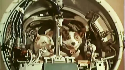 Belka and Strelka in space (Белка и Стрелка в космос) - YouTube