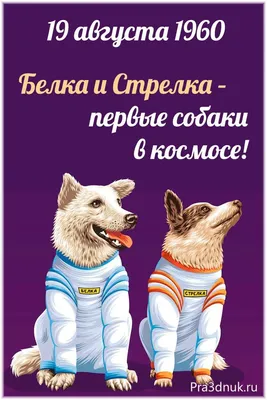 60 лет назад собаки Белка и Стрелка были отправлены в космос — и стали  частью истории | Posta-Magazine