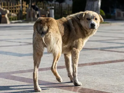 Белка и Стрелка 🐕 собаки космонавты. Аэрография и винилография на авто.