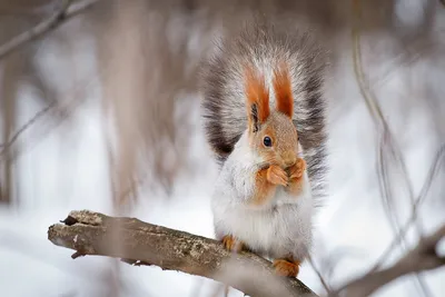 Смешные белки (60 фото) | Cute squirrel, Weird animals, Animals wild