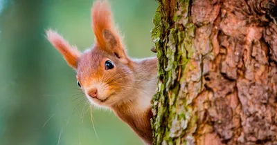 Белка обыкновенная (Sciurus vulgaris) — Зоопарк «Лимпопо» г. Нижний  Новгород – Нижегородский зоопарк