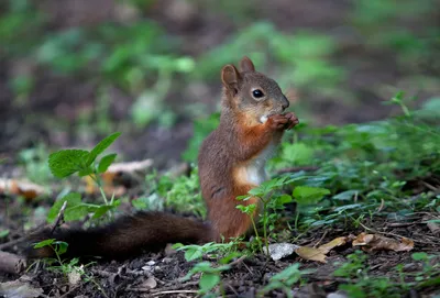 Красная белка, sciurus vulgaris, белка, млекопитающие, животные | Премиум  Фото