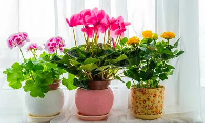 Картинка Белопероны: идеальное растение для вашего дома