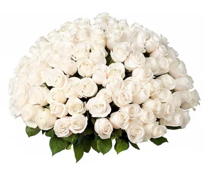 Большой букет белых роз (61 фото) | Белые розы, Красивые розы, Розы