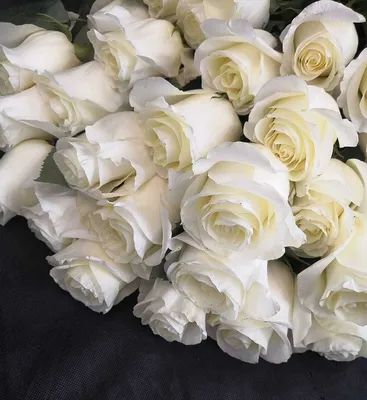 Белые розы картинки красивые - 68 фото