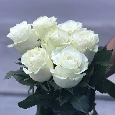 Белые розы Эквадорские доставка в Красноярске | ФлоРум24