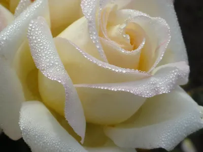 Декоративное панно VIP Белые розы 294х260 (12л) купить в Смоленске