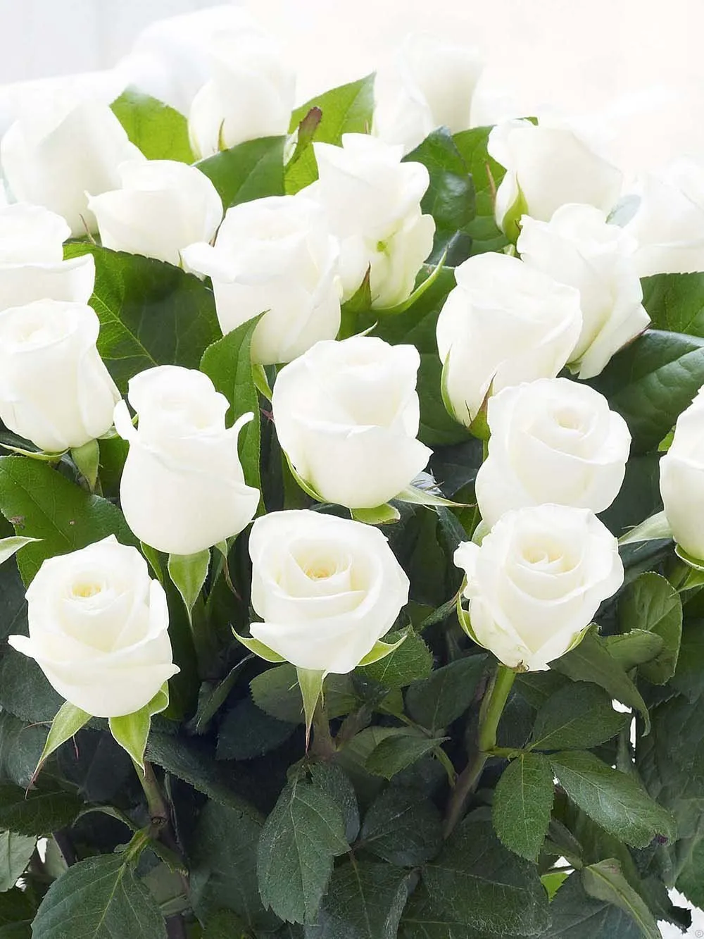 белые розы фото высокого