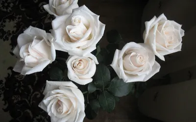 Белые розы в руках фотографии