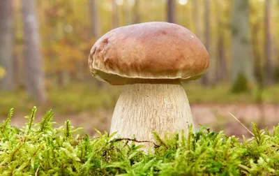 Boletus edulis, Белый гриб