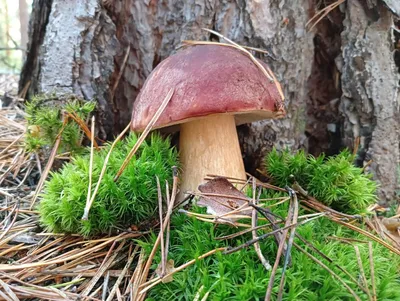 Белый гриб берёзовый - Boletus betulicola - Грибы Уломы Железной