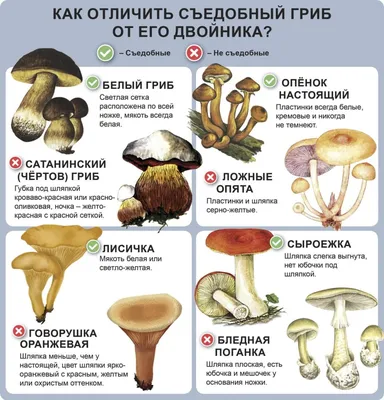 Белый гриб: как отличить подберёзовика, моховика, обабка?