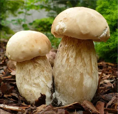 ЖЕЛЧНЫЙ ГРИБ (Tylopilus felleus) | ВКонтакте