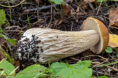 Белый гриб берёзовый (Boletus form betulicolus) или Boletus edulis form  betulicola | Грибы, Белый гриб, Дикие грибы