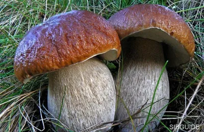 Белый гриб (Boletus edulis) фото и описание