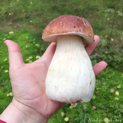 Белый гриб дубовый (Boletus reticulatus) фотографии, видео и истории