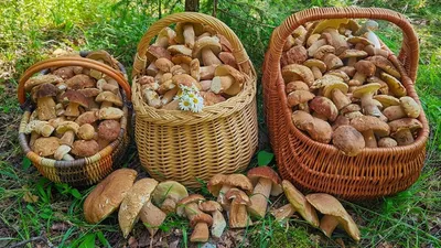 белый гриб Boletus Edulis также известный как подберезовик или пенни  булочка изолированные на белом фоне Фото Фон И картинка для бесплатной  загрузки - Pngtree