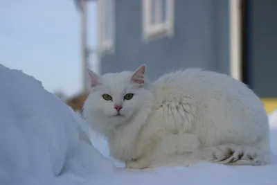 Найден белый кот, ул. Молодежная, д. 6, Подольск | Pet911.ru