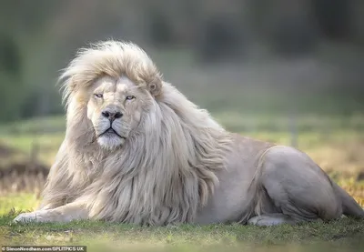 Редкий белый Лев показывает, как же он хорош | Пикабу