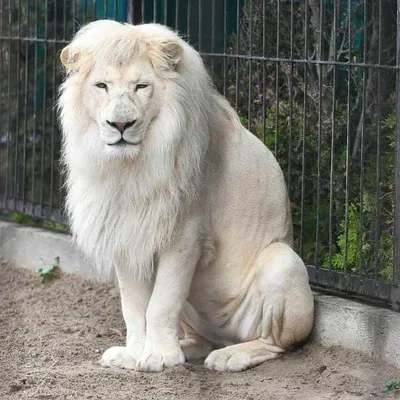 Белый лев стоковое фото. изображение насчитывающей вышесказанного - 37954508