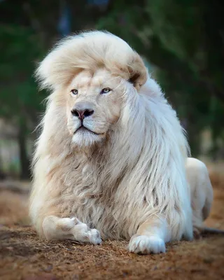 В Бердянске подрастает уникальный белый лев | Пикабу