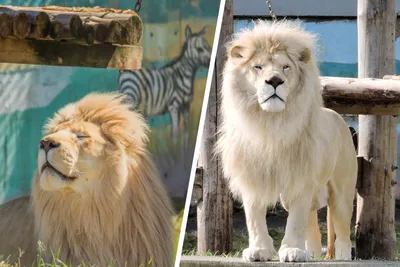 Белый лев » Magnus Felidae (Великие Кошачьи) - красота и превосходство!