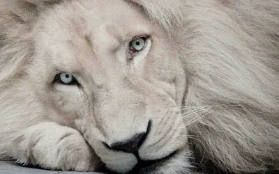 Белый лев | Пикабу