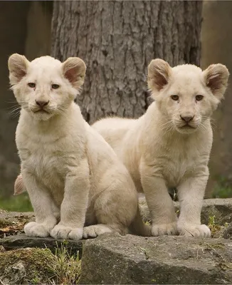 Кадры из фильма: Миа и белый лев