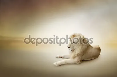 Белый лев картинки - 77 фото