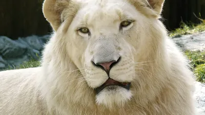 крупный план белого льва, белый лев картинки фон картинки и Фото для  бесплатной загрузки
