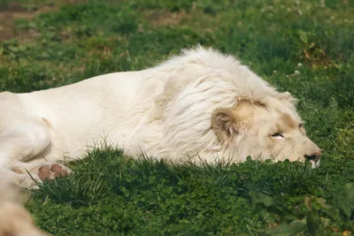 Белый Лев В Южной Африке — стоковые фотографии и другие картинки Белый лев  - Белый лев, Дикие животные, Животные в дикой природе - iStock