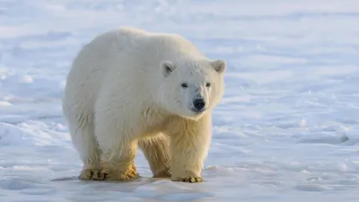 Раненого белого медведя обследовали в Московском зоопарке | Ветеринария и  жизнь