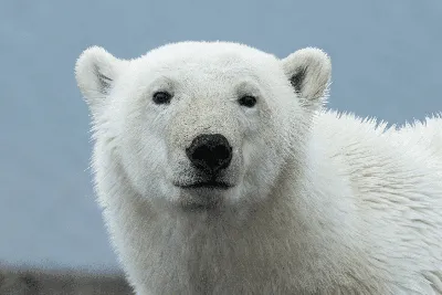 белый медведь смотрит на снег, вид на белого медведя сзади, Hd фотография  фото, медведь фон картинки и Фото для бесплатной загрузки