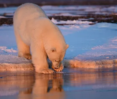 Фигурка Белый медведь L Mojo Animal Planet - цена, фото, характеристики