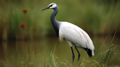 Белый журавль (Grus leucogeranus) — Зоопарк «Лимпопо» г. Нижний Новгород –  Нижегородский зоопарк